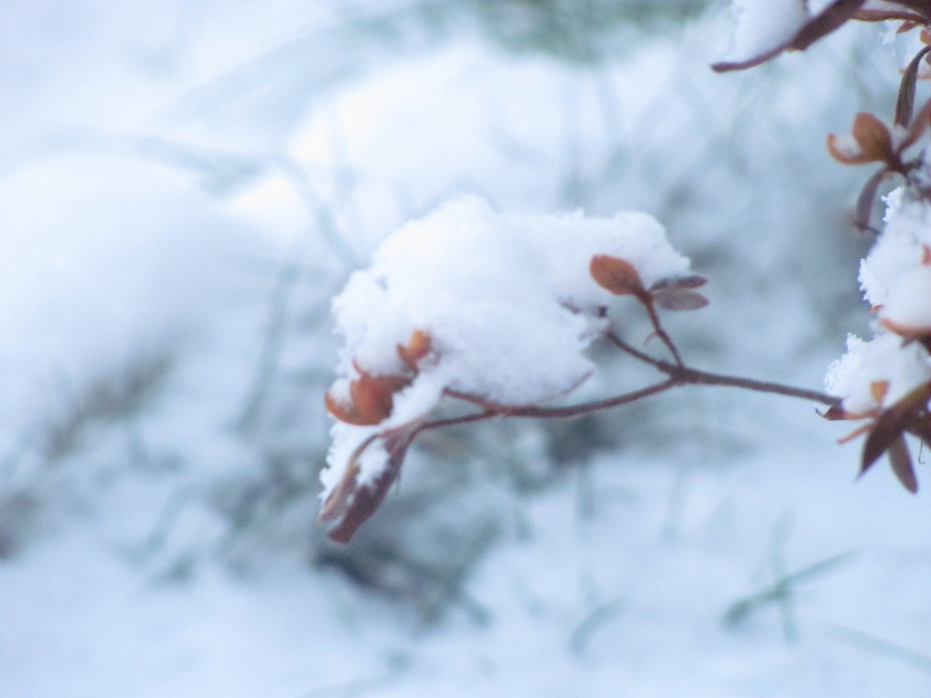 Branch in Semi-focus