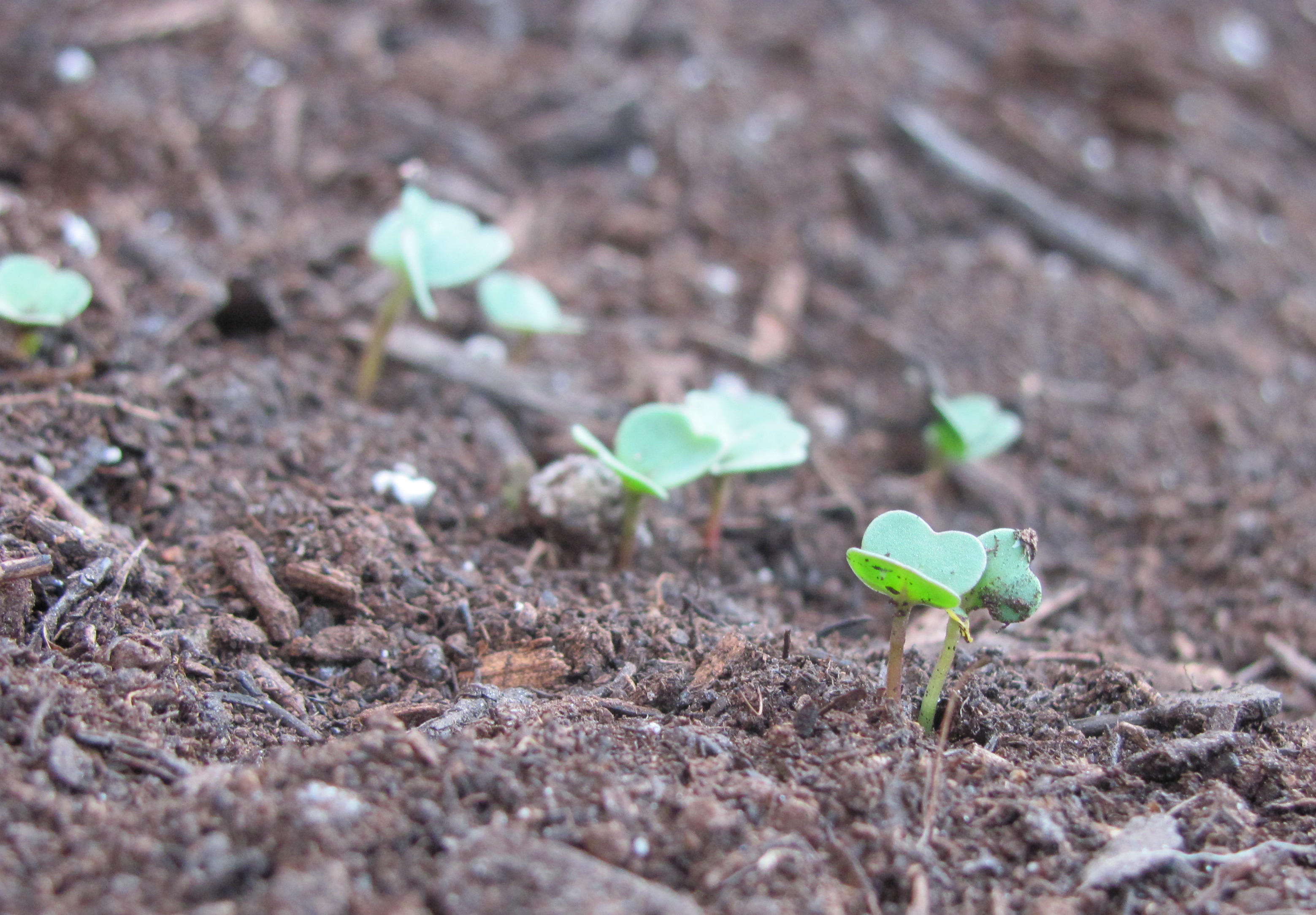 A Gaggle of Arugula