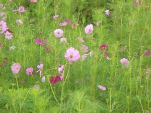  A cosmos field I often biked pass in Japan. 