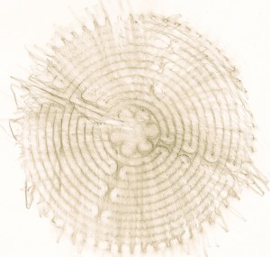 The Labyrinth, found in the Cathedral of Chartres. Rubbing taken from a gift